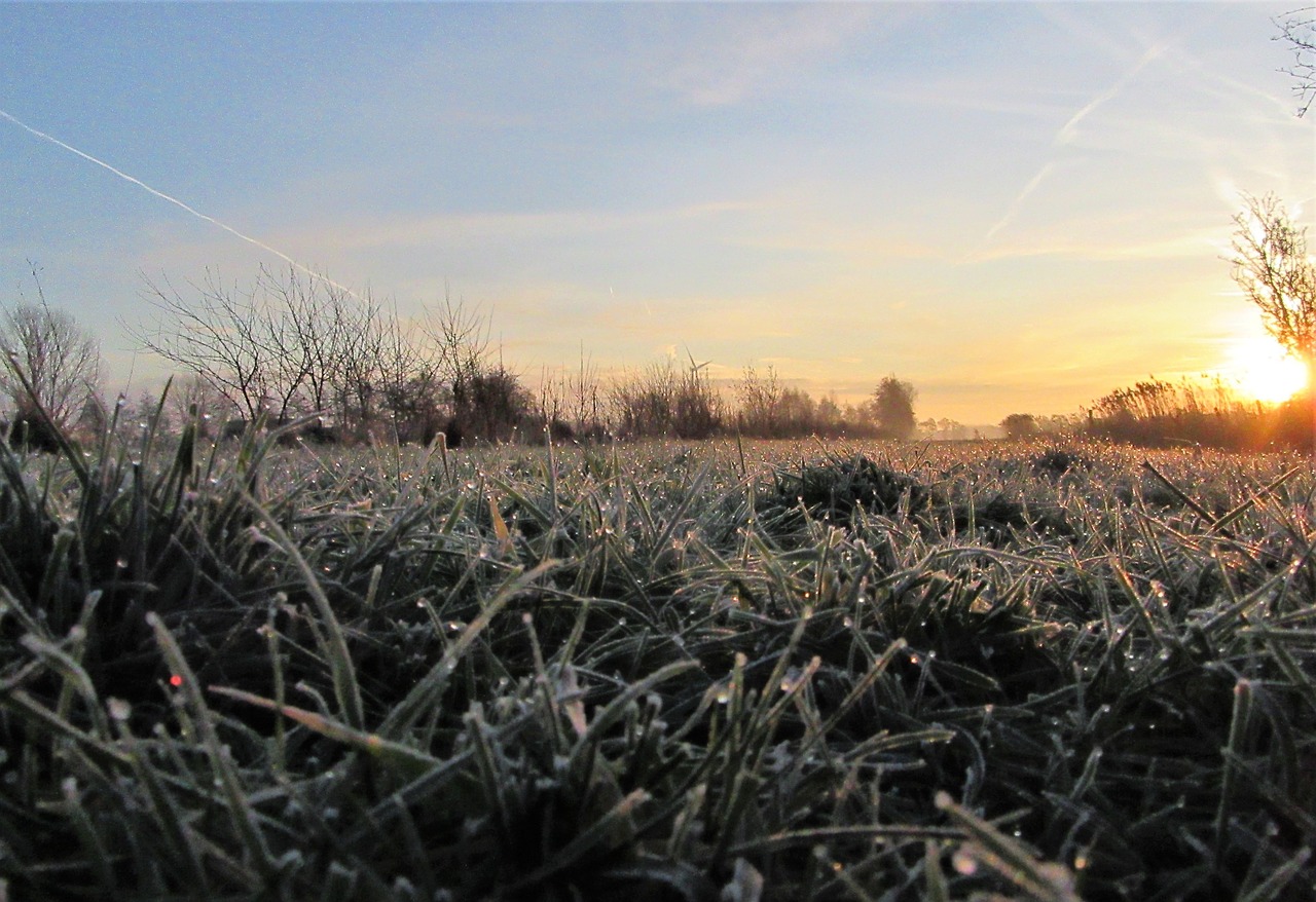 frozen  sunrise  drops free photo