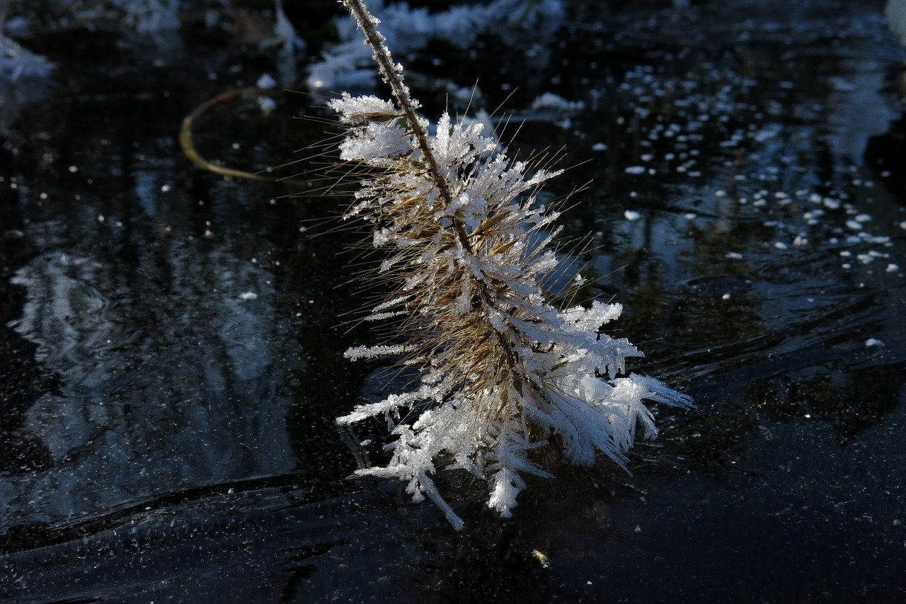 frozen  lamp cleaning er grass  eiskristalle free photo