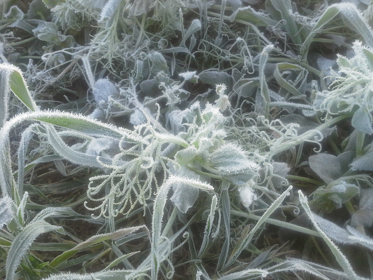 frozen frost snow crystals free photo