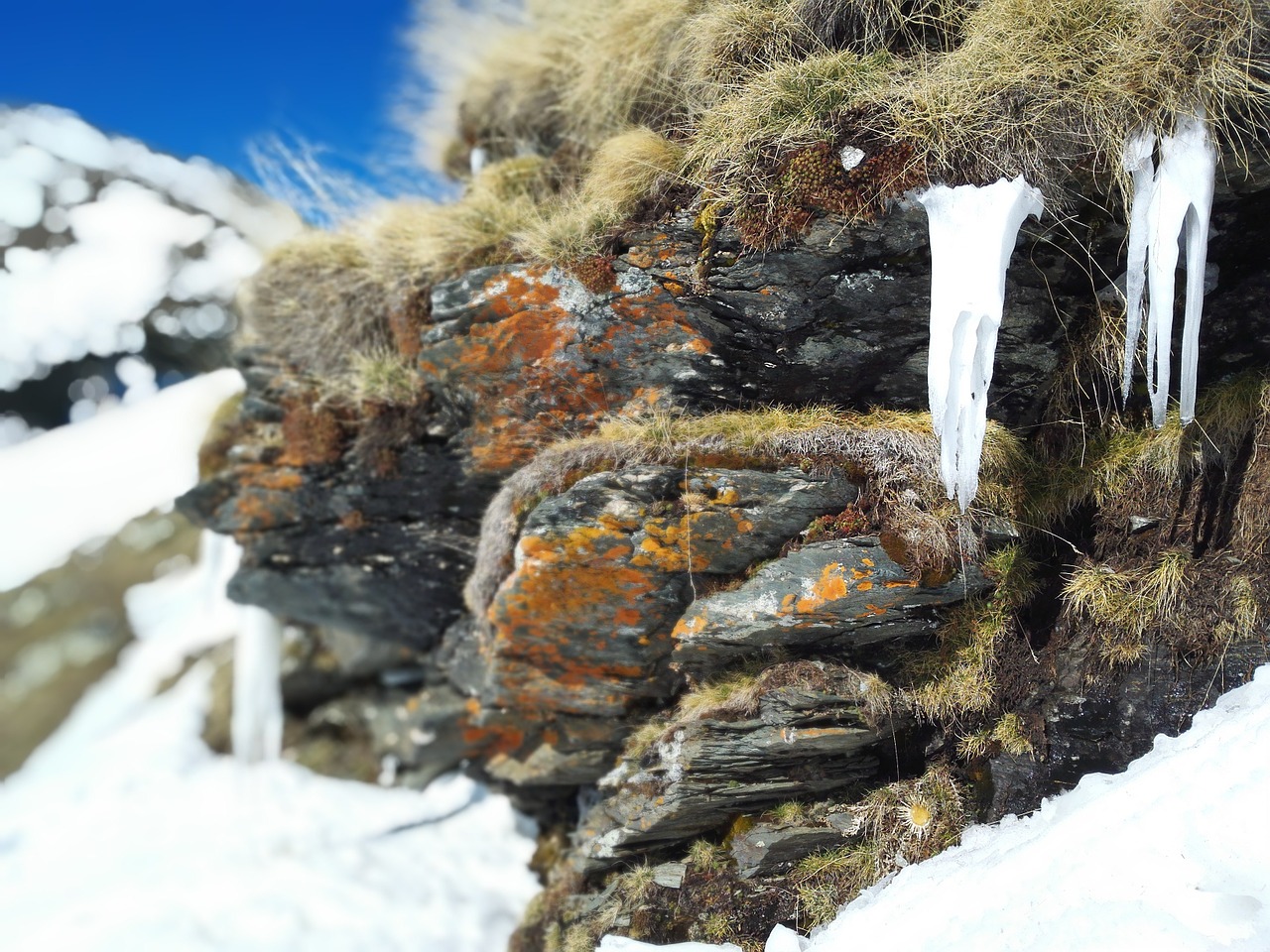 frozen snow nature free photo