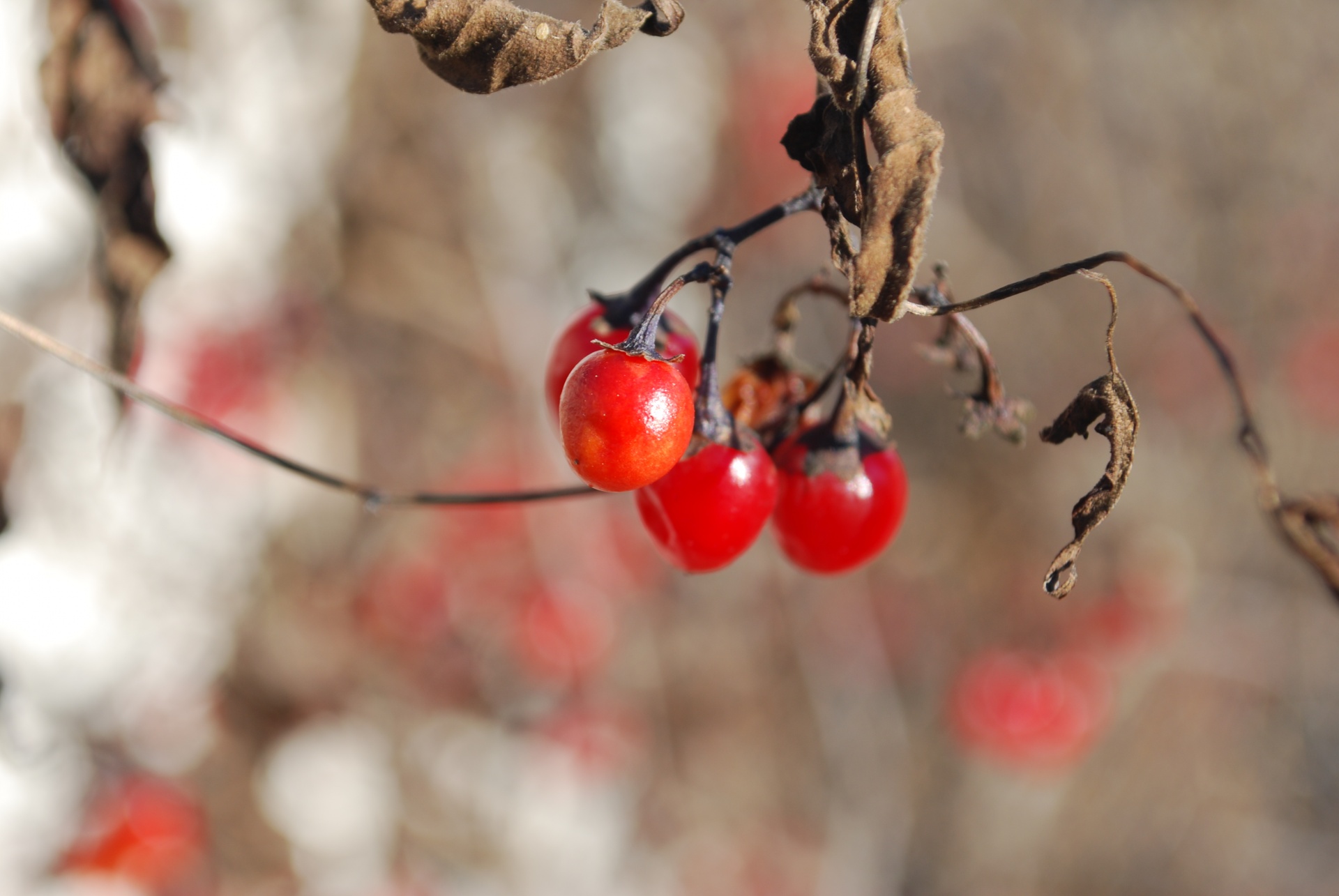 winter cold red berries free photo