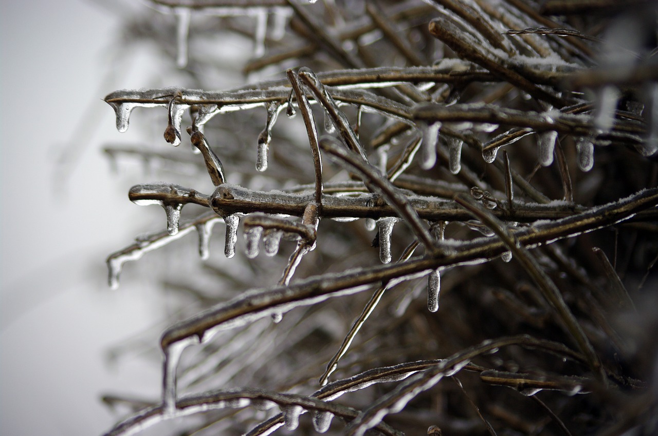 frozen branch winter ice free photo