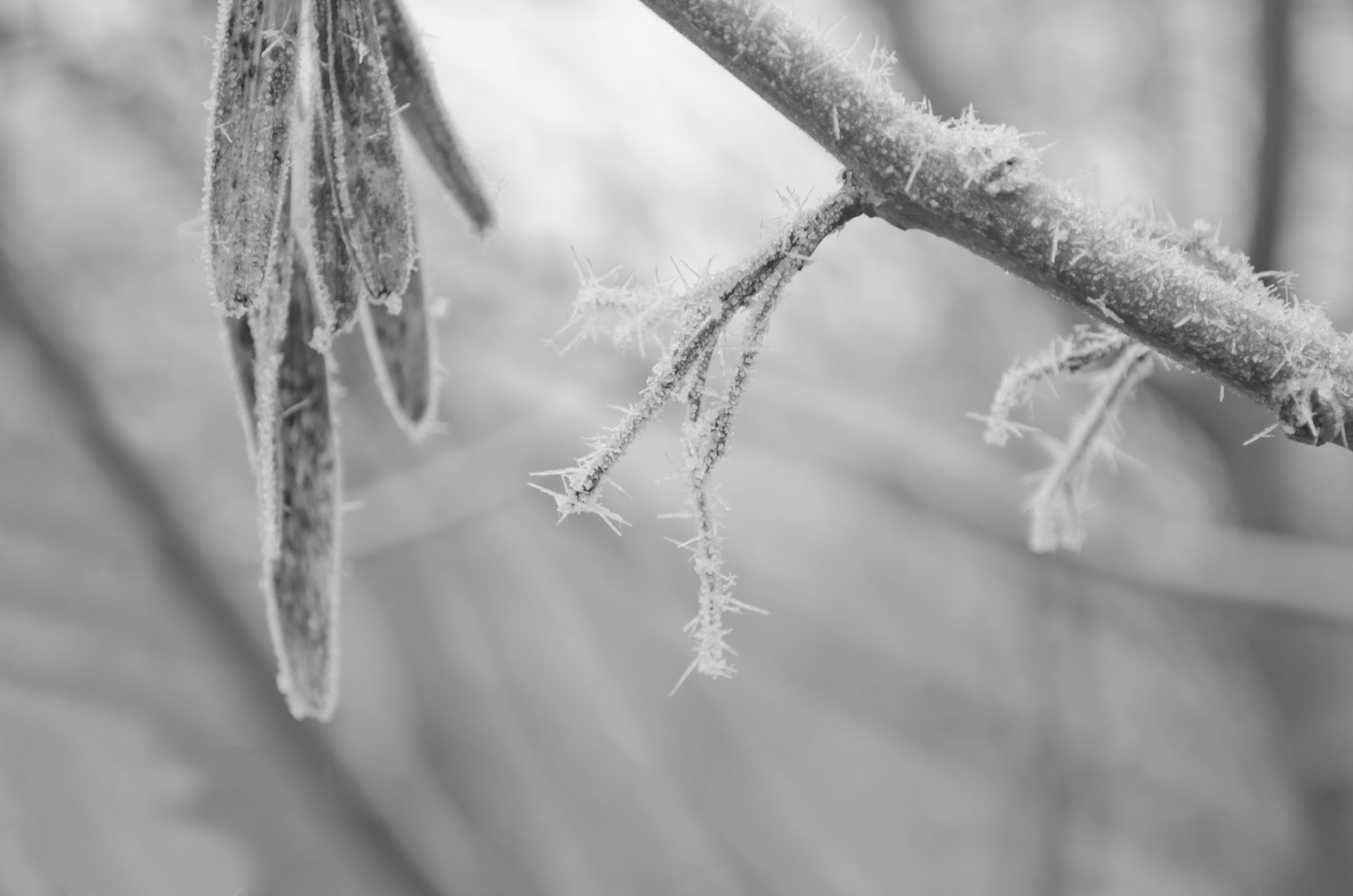 winter frost landscape free photo