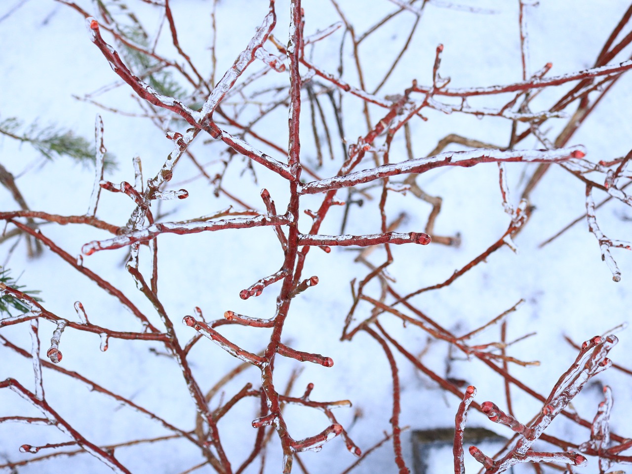 frozen branches icy branches blueberry free photo
