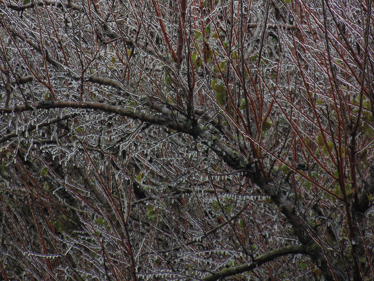 frozen branches tree autumn free photo