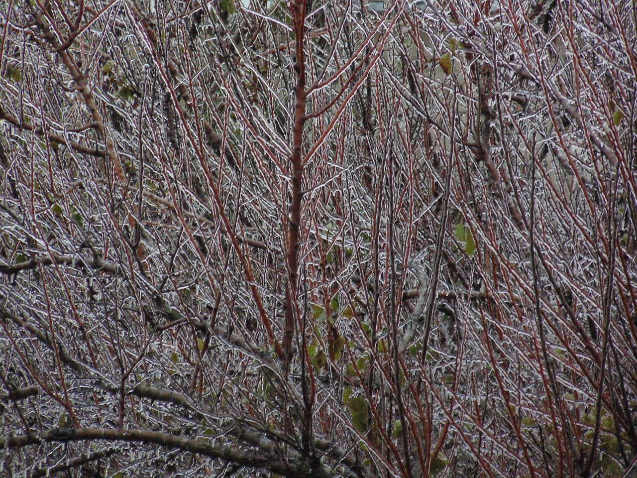 frozen branches tree autumn free photo