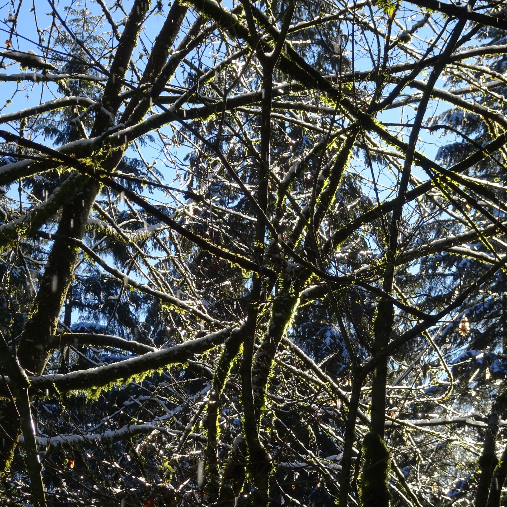 frozen branches backyard free photo