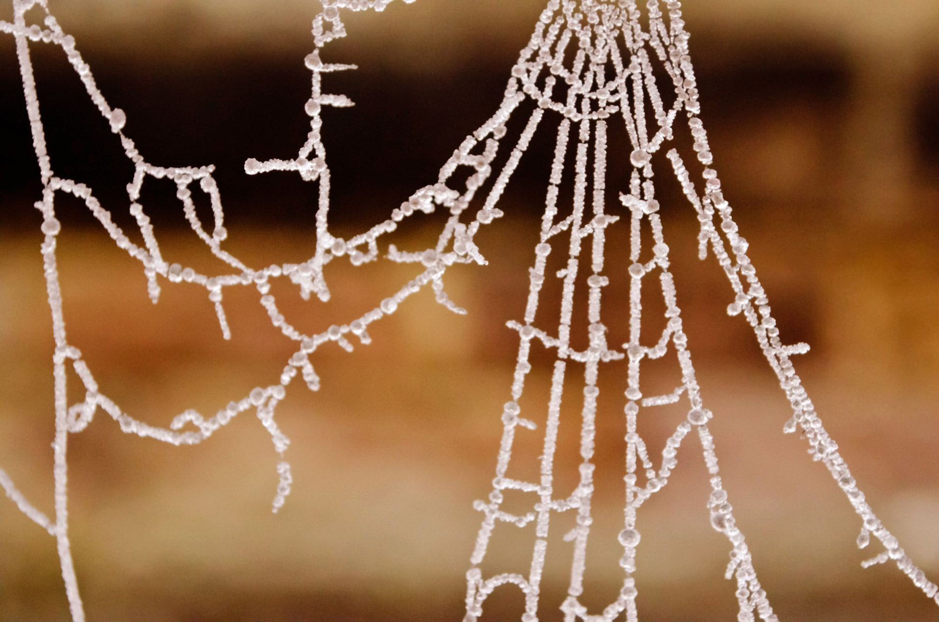 frozen cobweb spider free photo