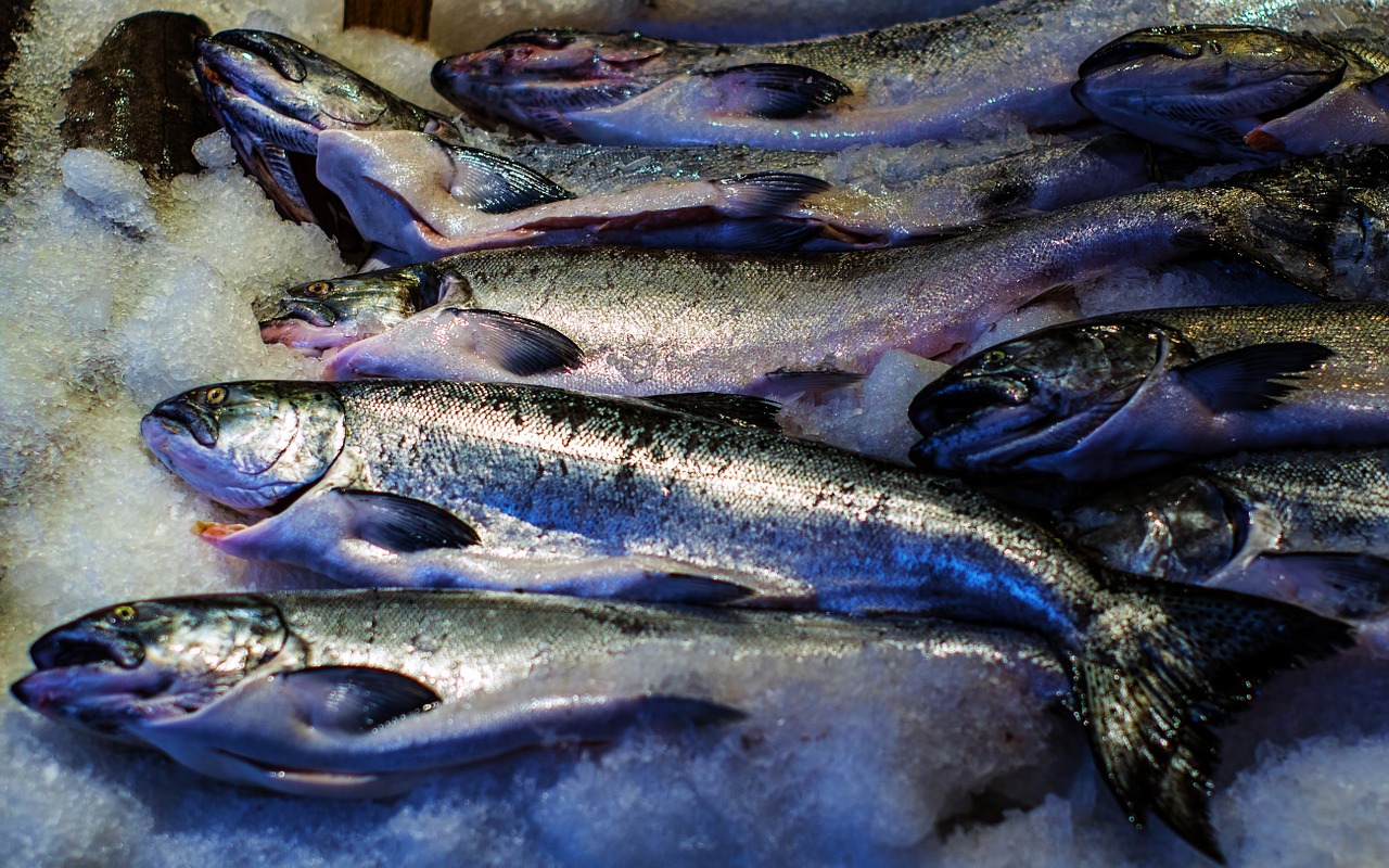 frozen fish ice raw free photo