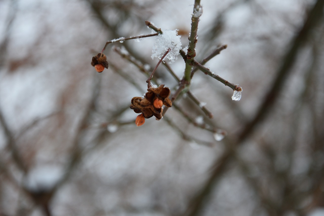 frozen fruit  branch  winter free photo