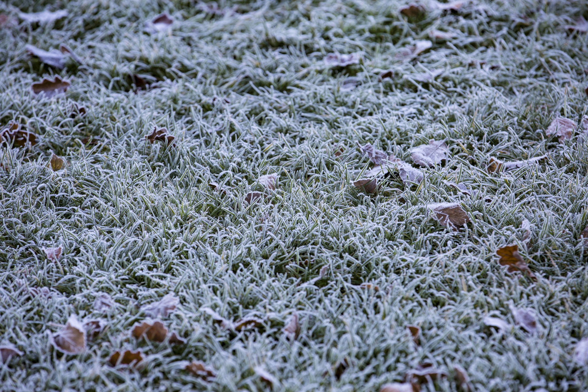 grass frozen cold free photo