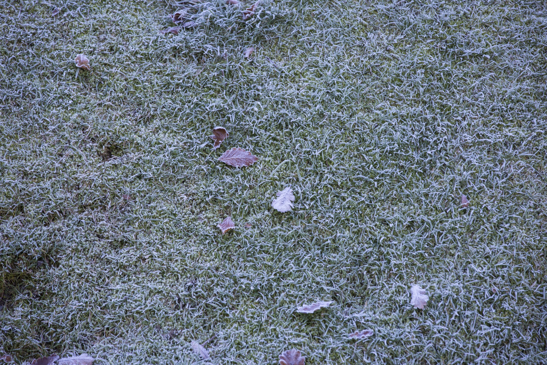 grass frozen cold free photo