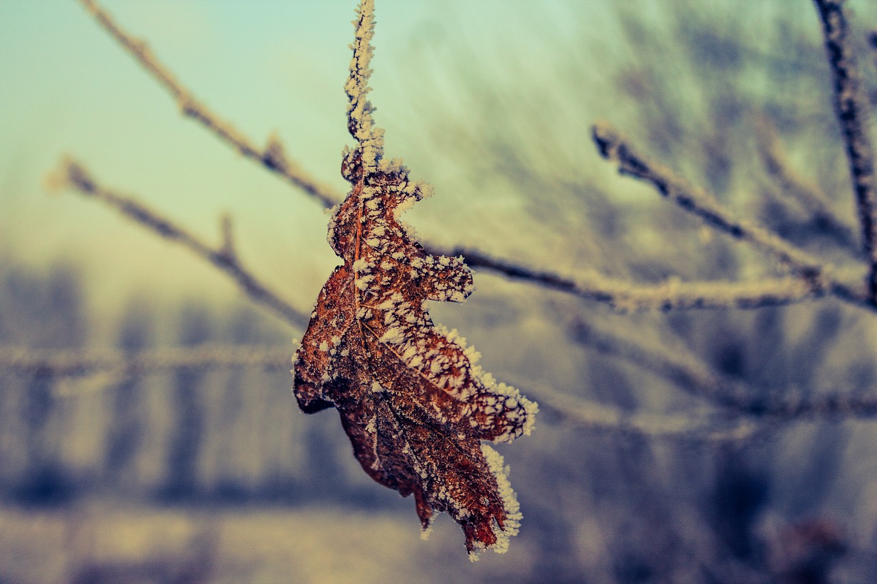frozen leaf ice crystals ice free photo