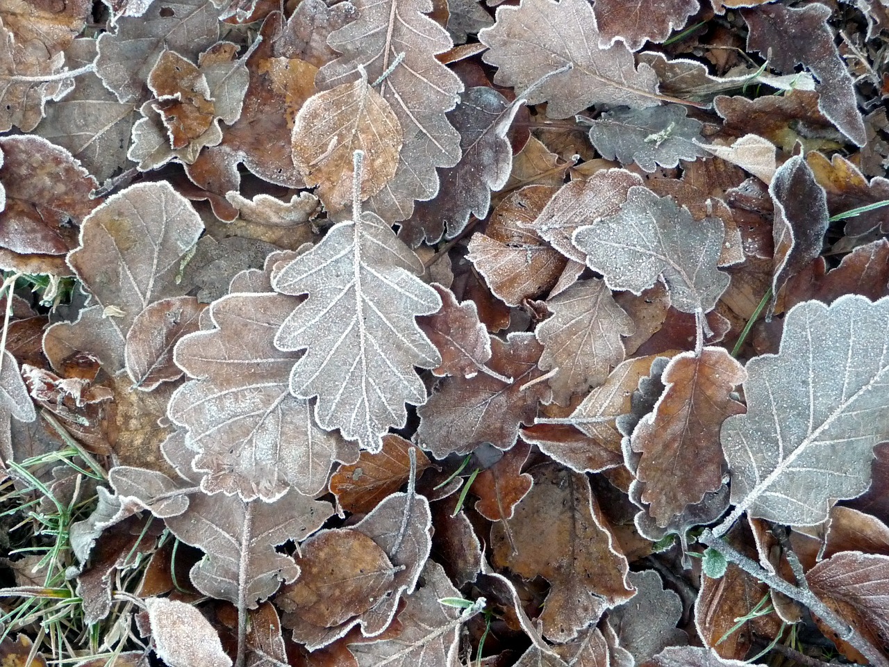 frozen leaves forest leaves free photo