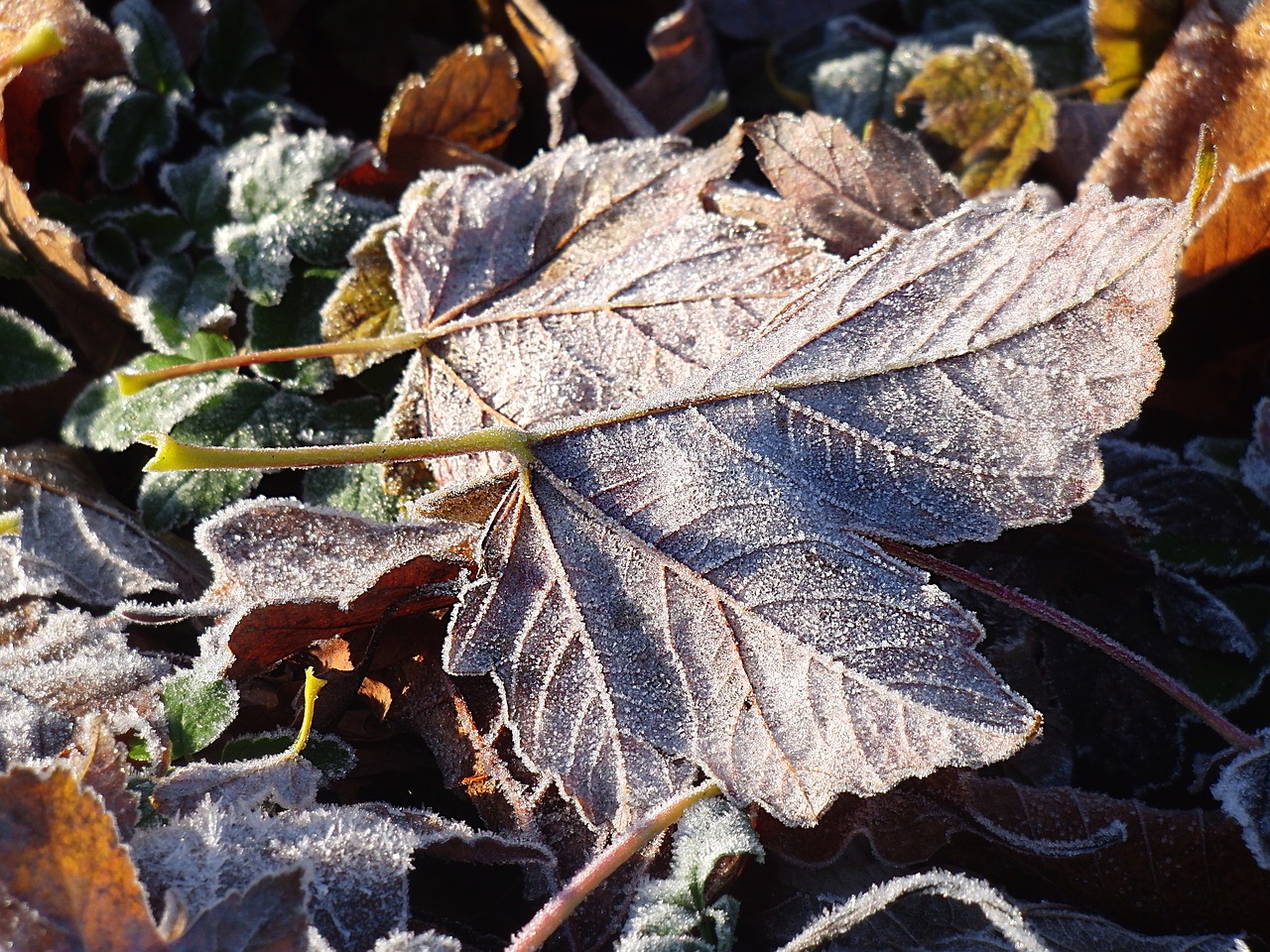 frozen leaves frost frozen free photo