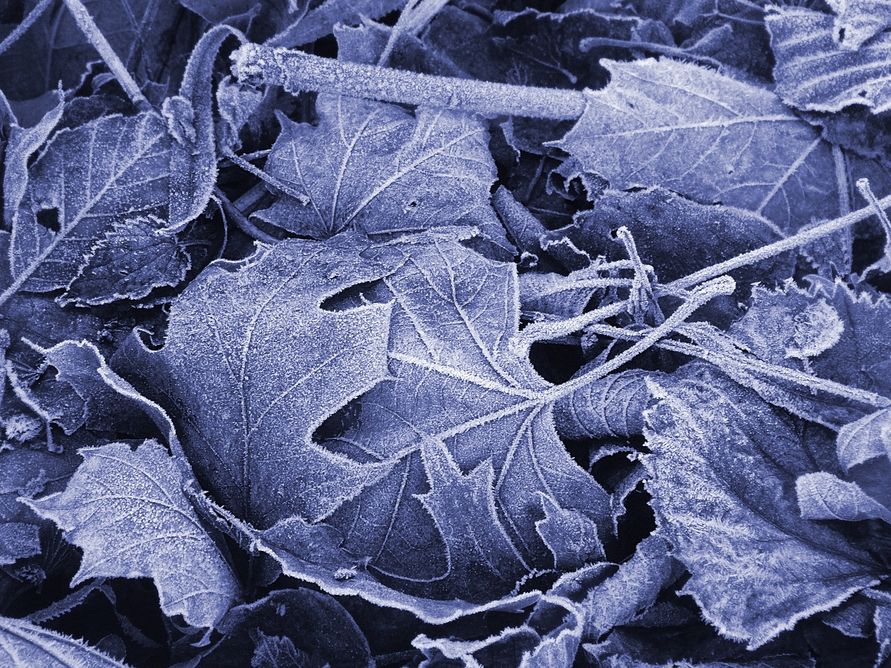frozen leaves frost blue free photo