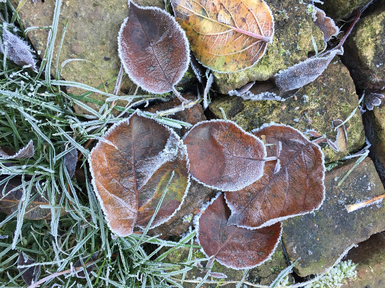 frozen leaves winter jelly free photo