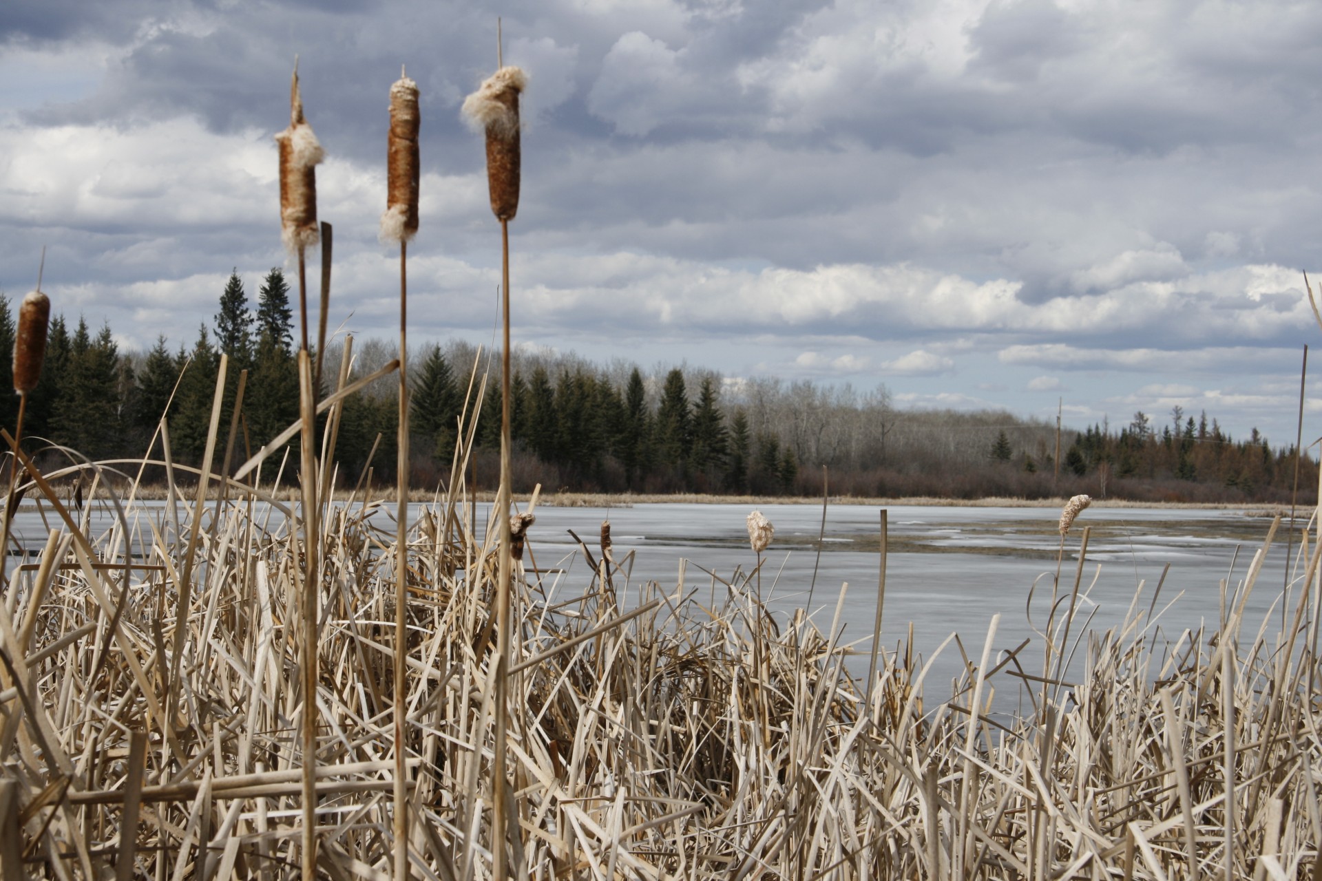 frozen marsh cat tails free photo