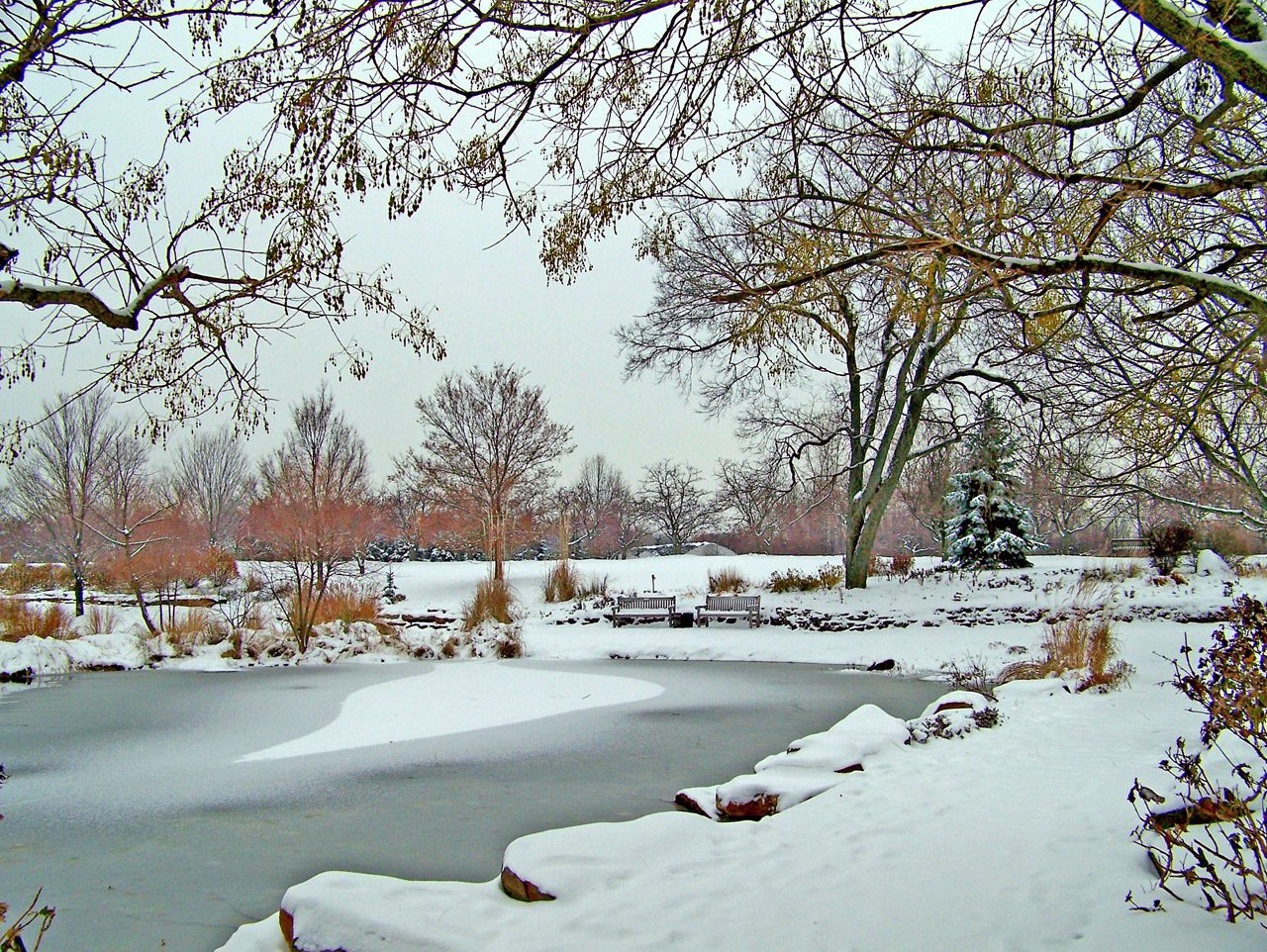 frozen pond winter free photo