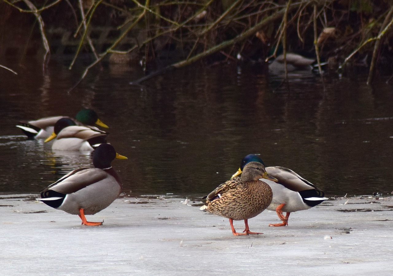 frozen pond ducks water bird free photo