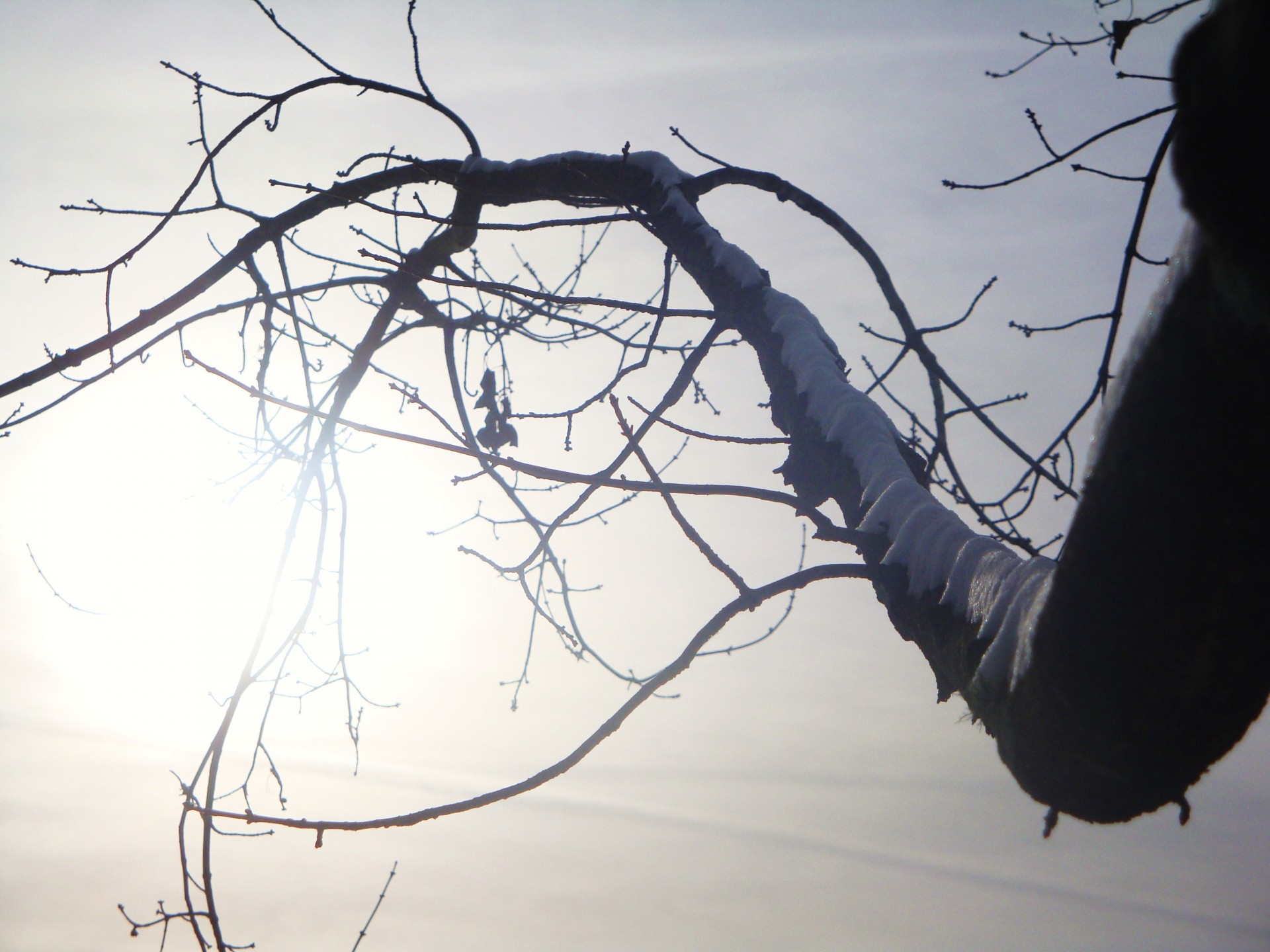 trees snow cold free photo