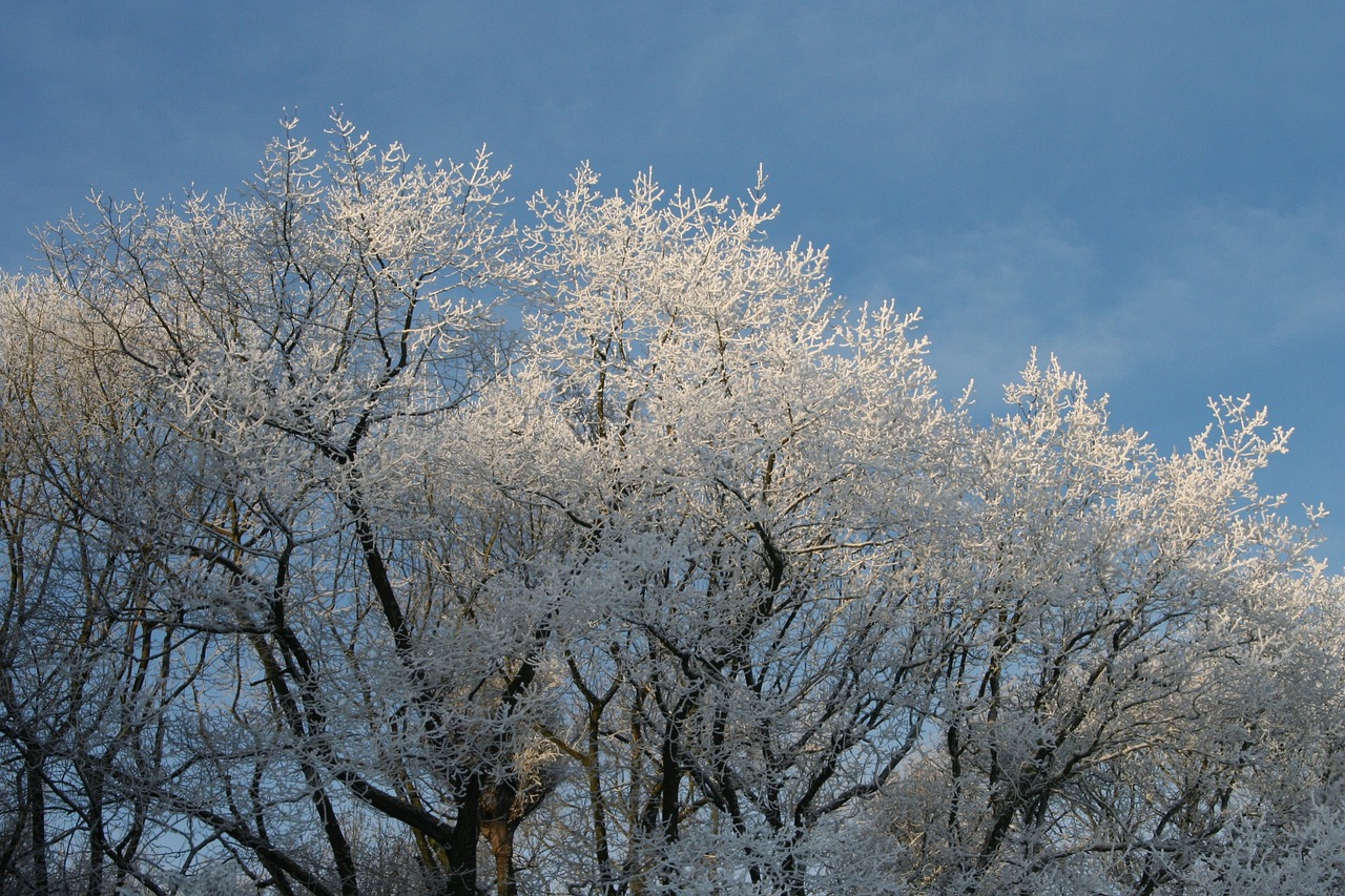 frozen treetops winter winter trees steel blue sky free photo