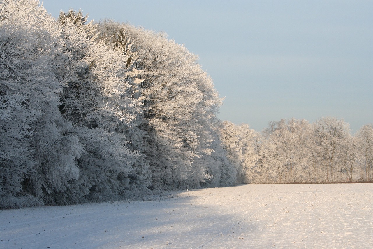 frozen treetops winter winter trees free photo