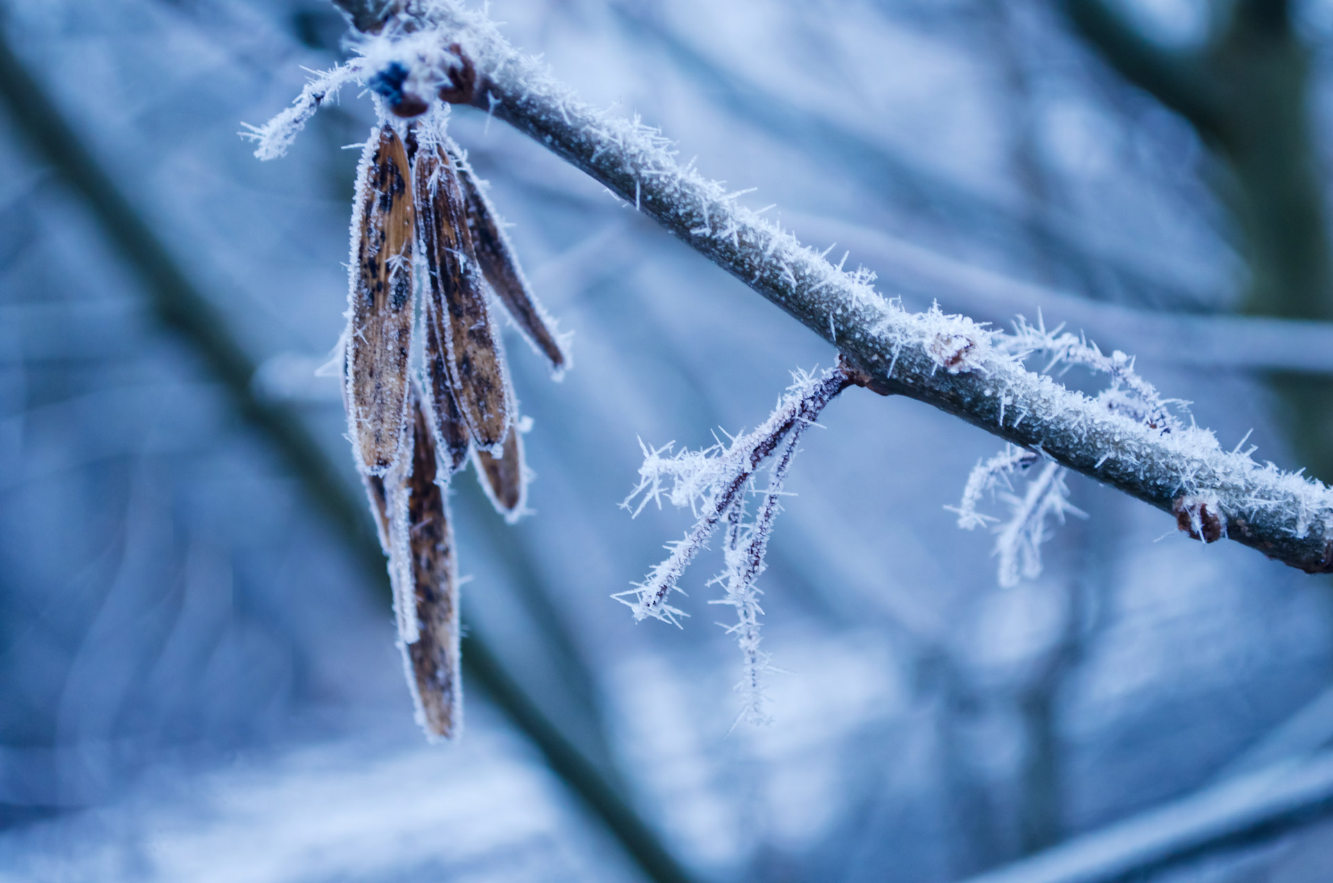 winter frost landscape free photo