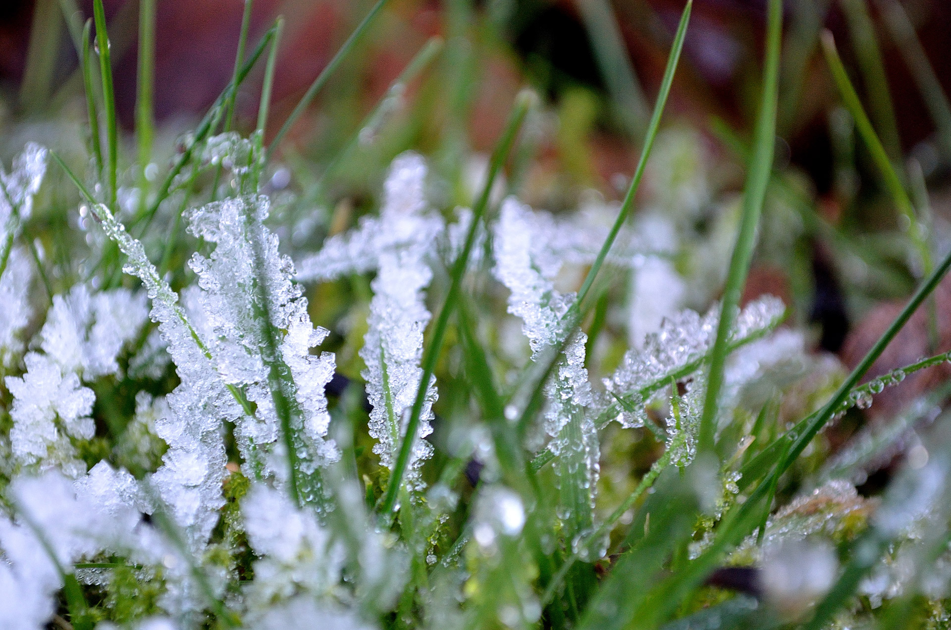 grass winter frost free photo
