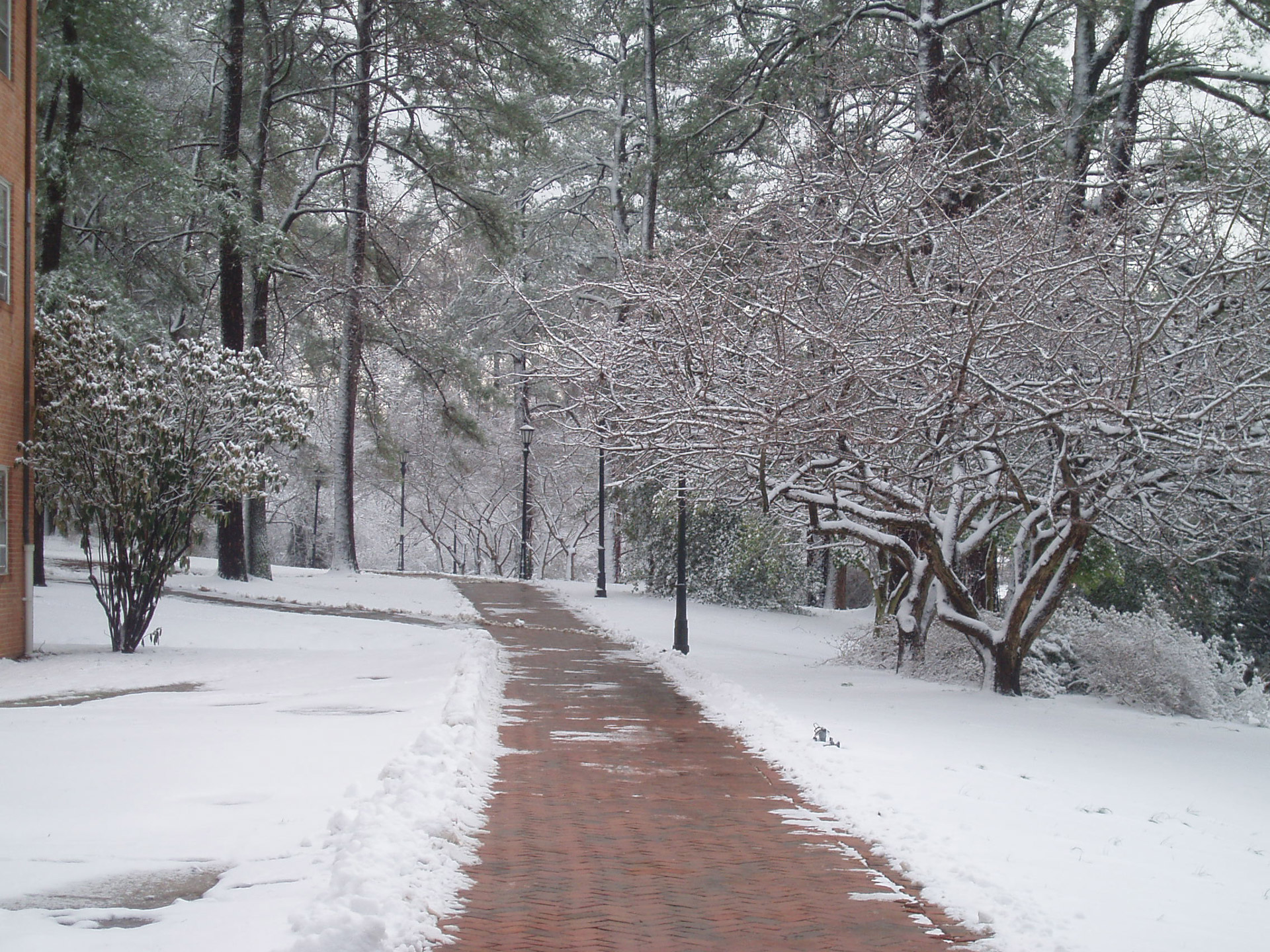 snow snowy winter free photo