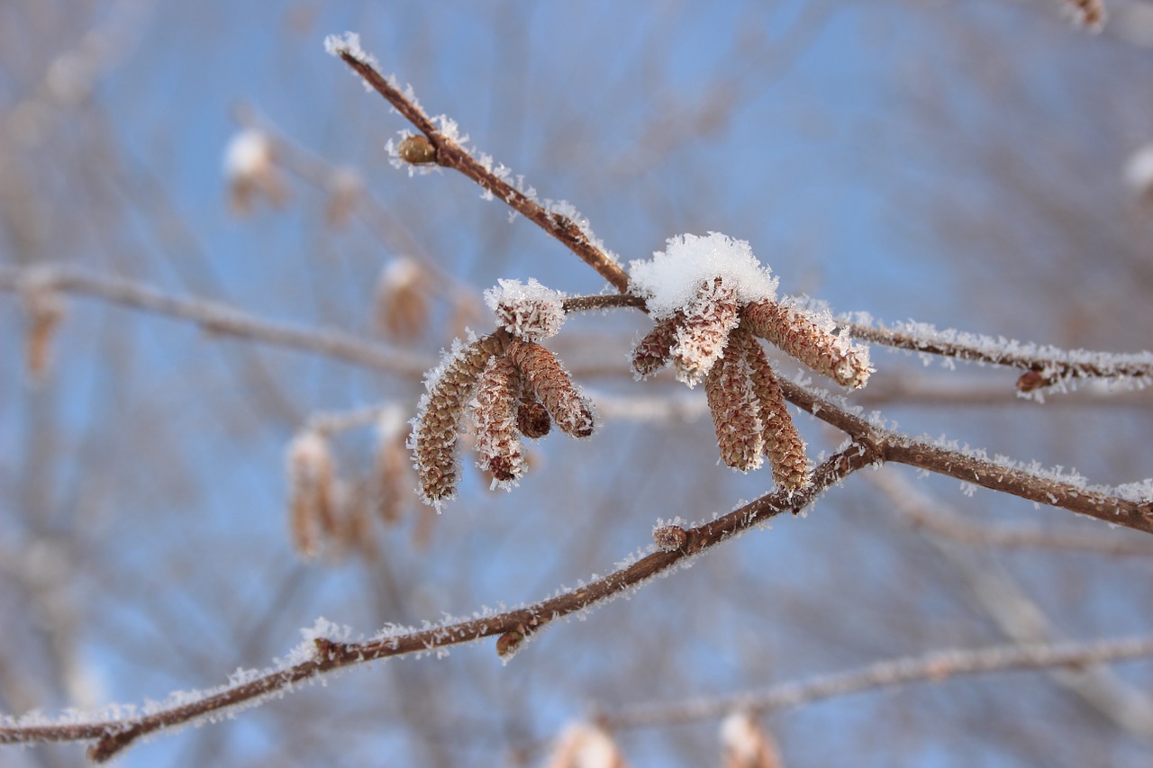 fruehlingsahnen snow bush free photo