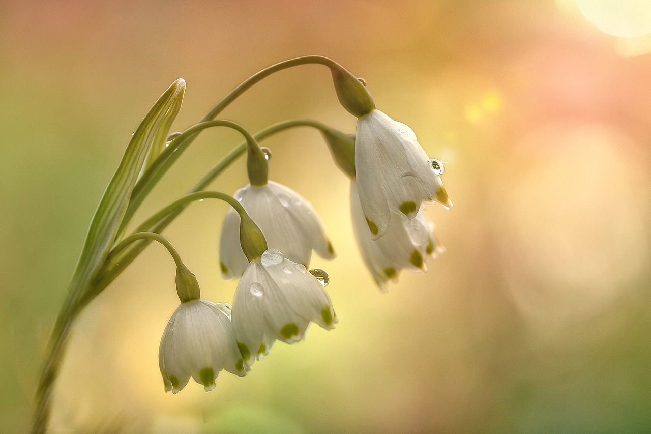 fruehlingsknotenblume spring flower free photo