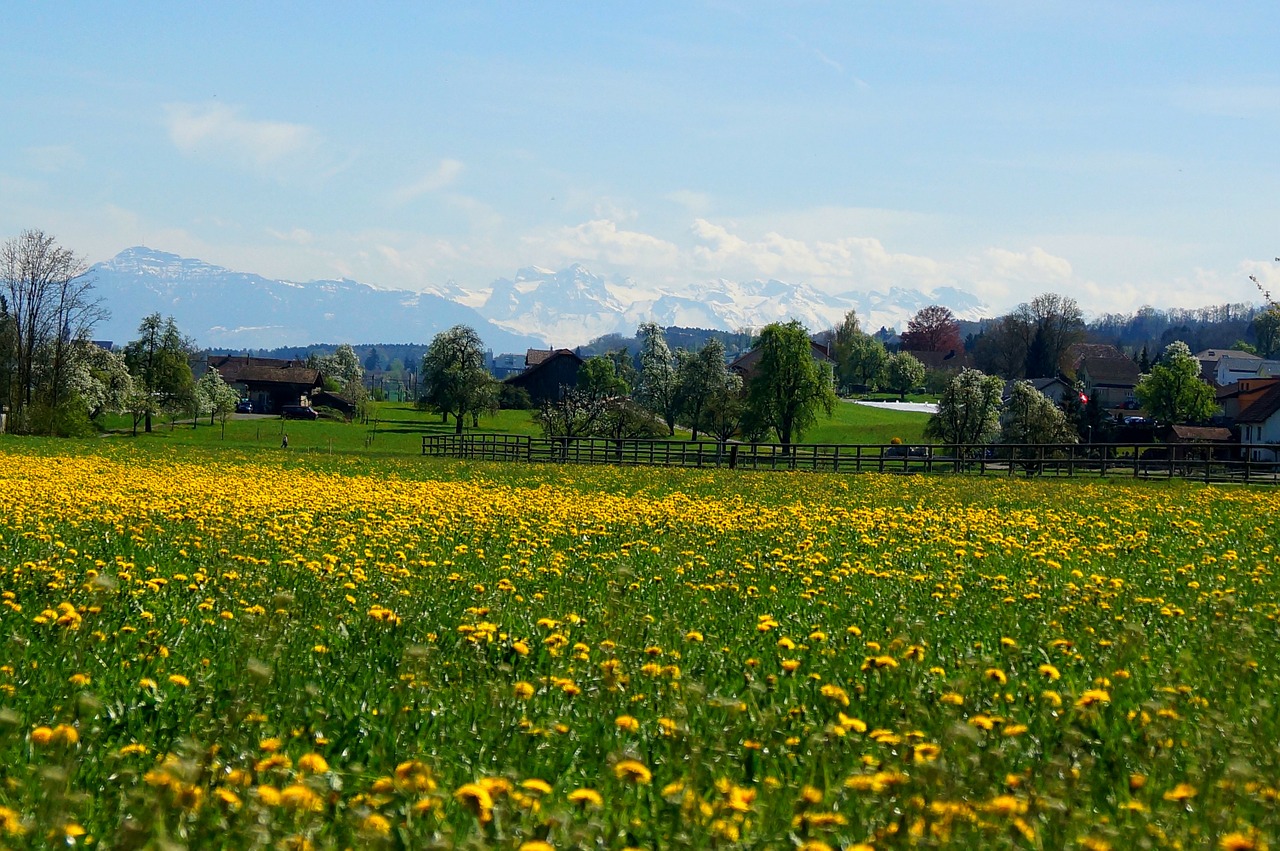 fruelingswiese rigi alpine free photo