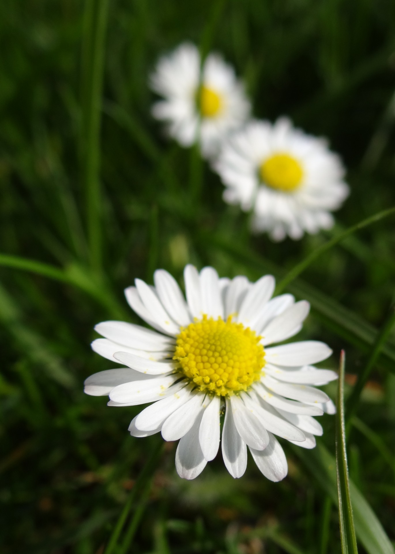 flower garden spring free photo