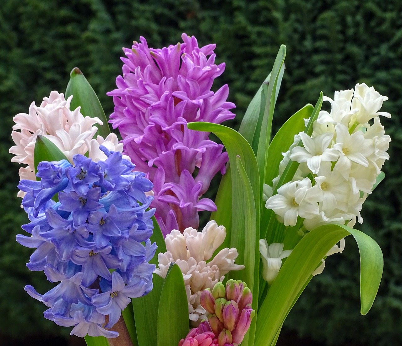 frühlingsblüher hyacinth spring free photo