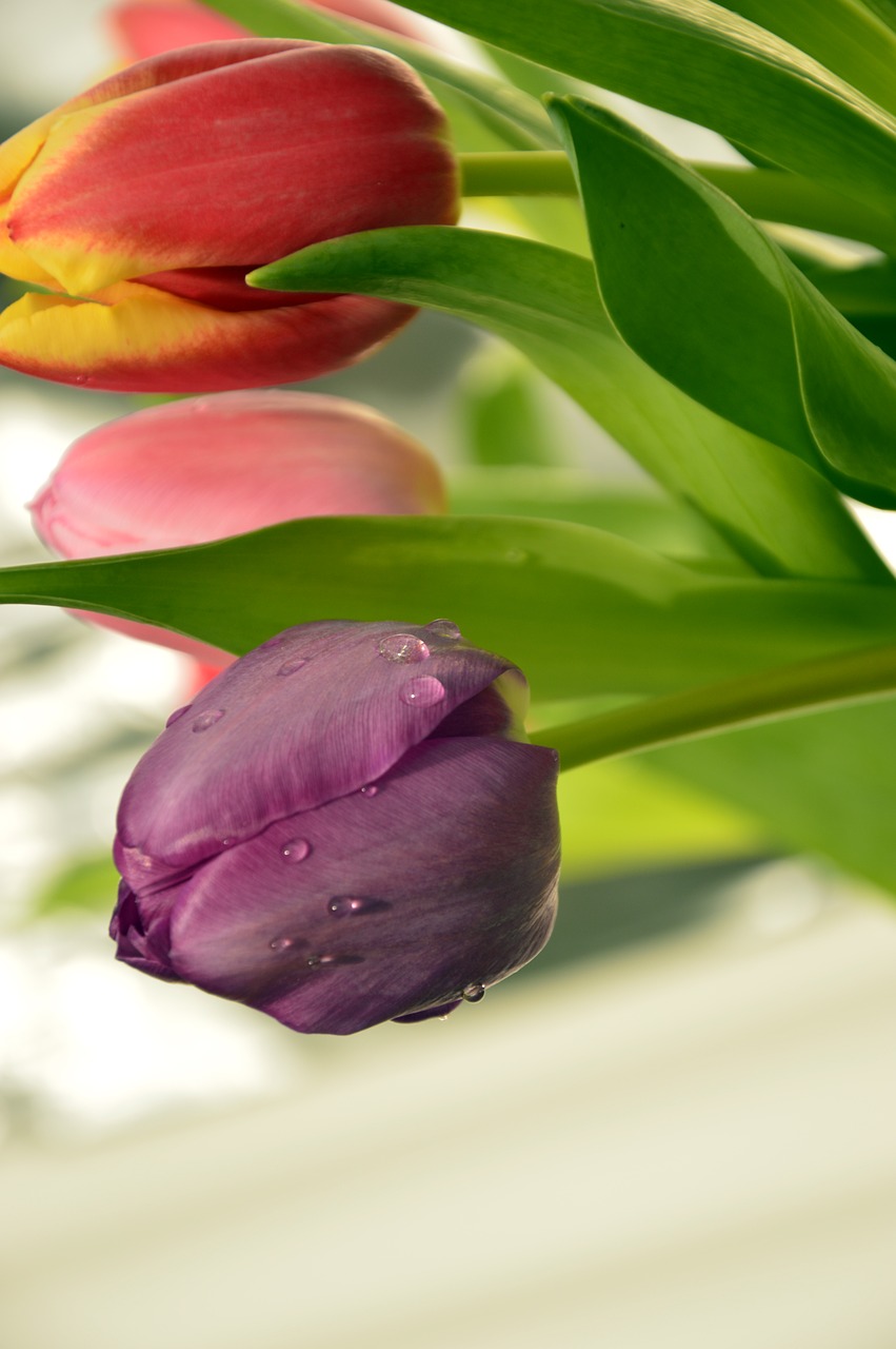 frühlingsblüher  tulips  flowers free photo