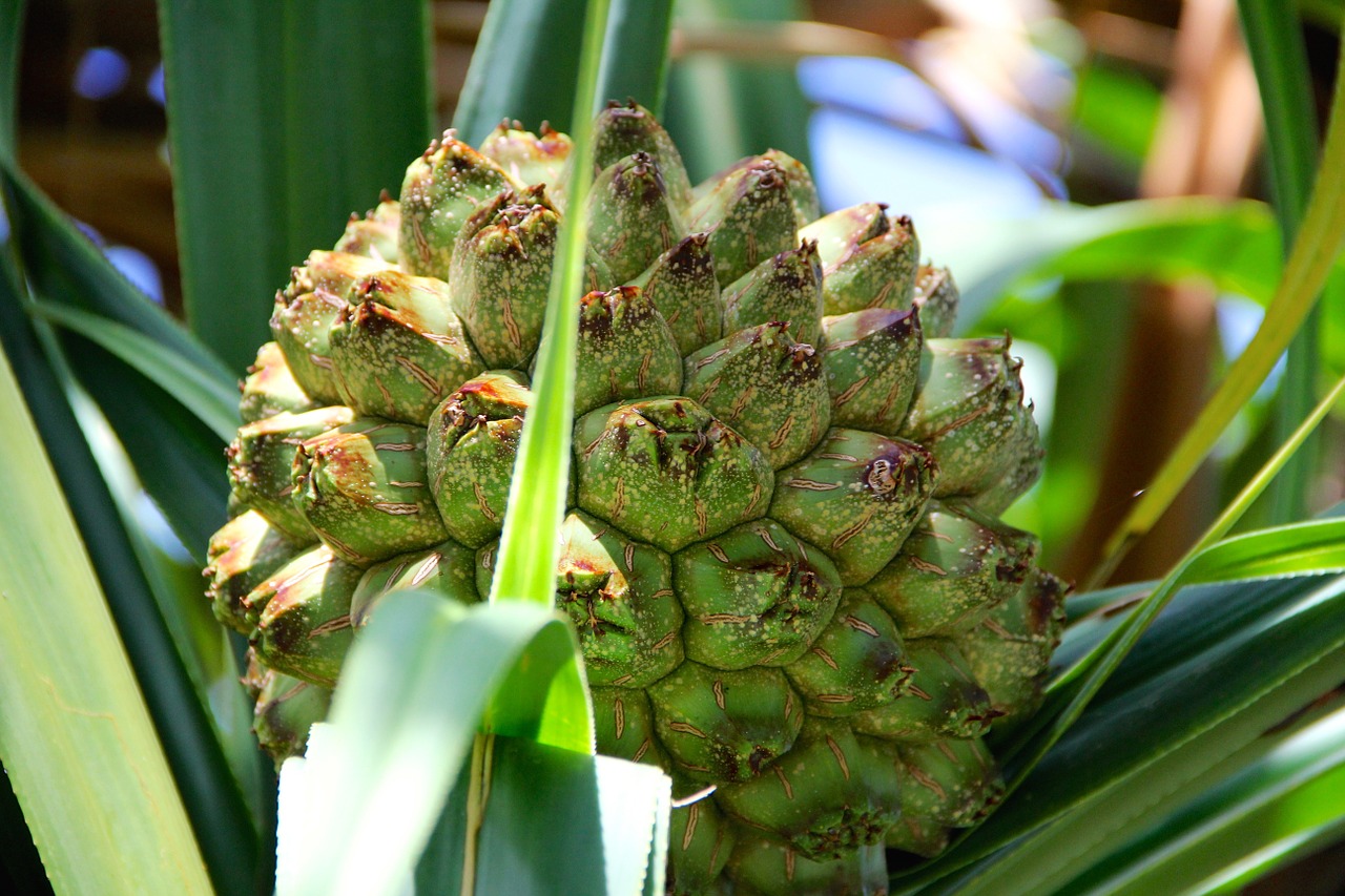 fruit tropics plant free photo