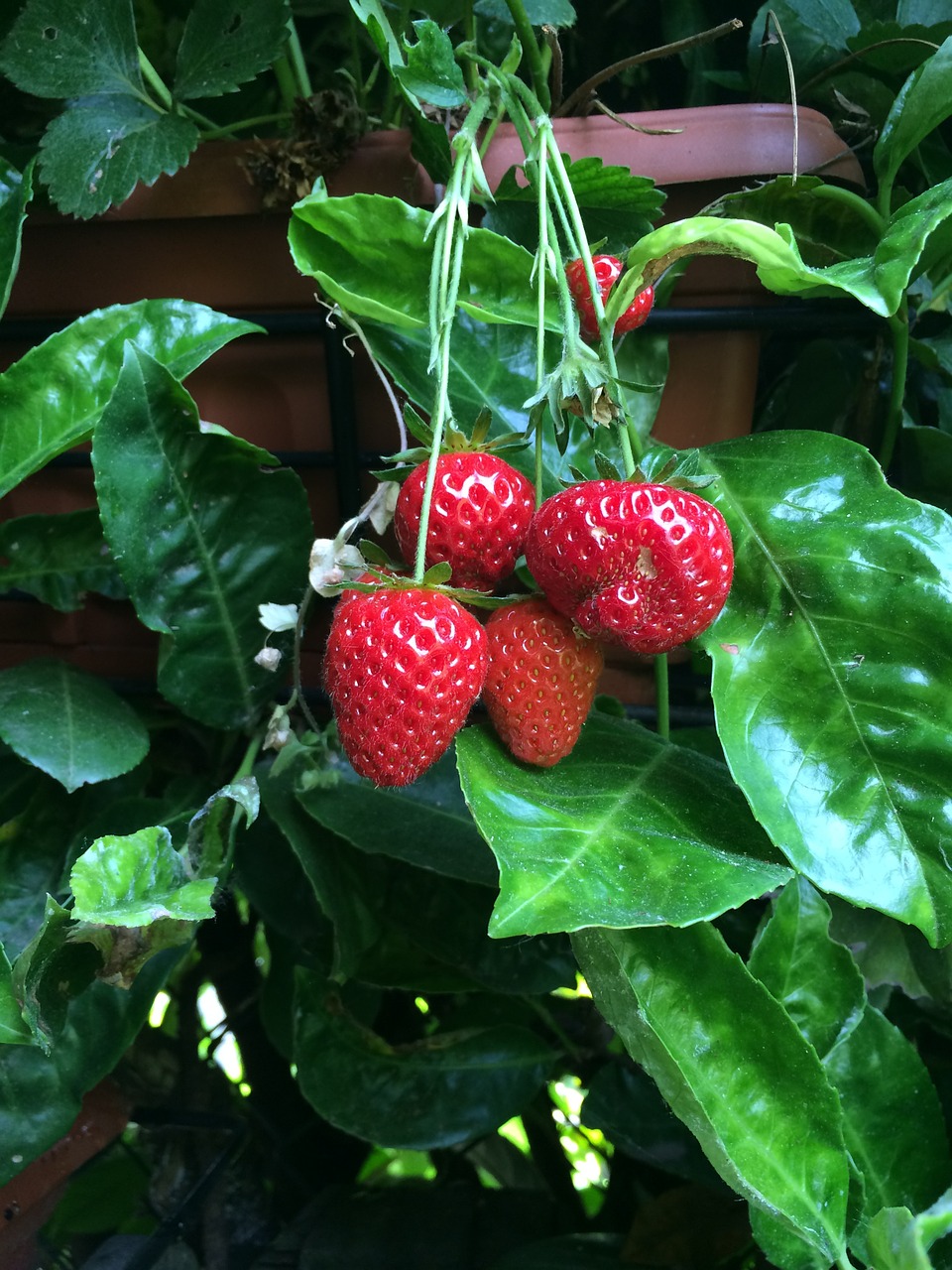 strawberries fruit garden free photo