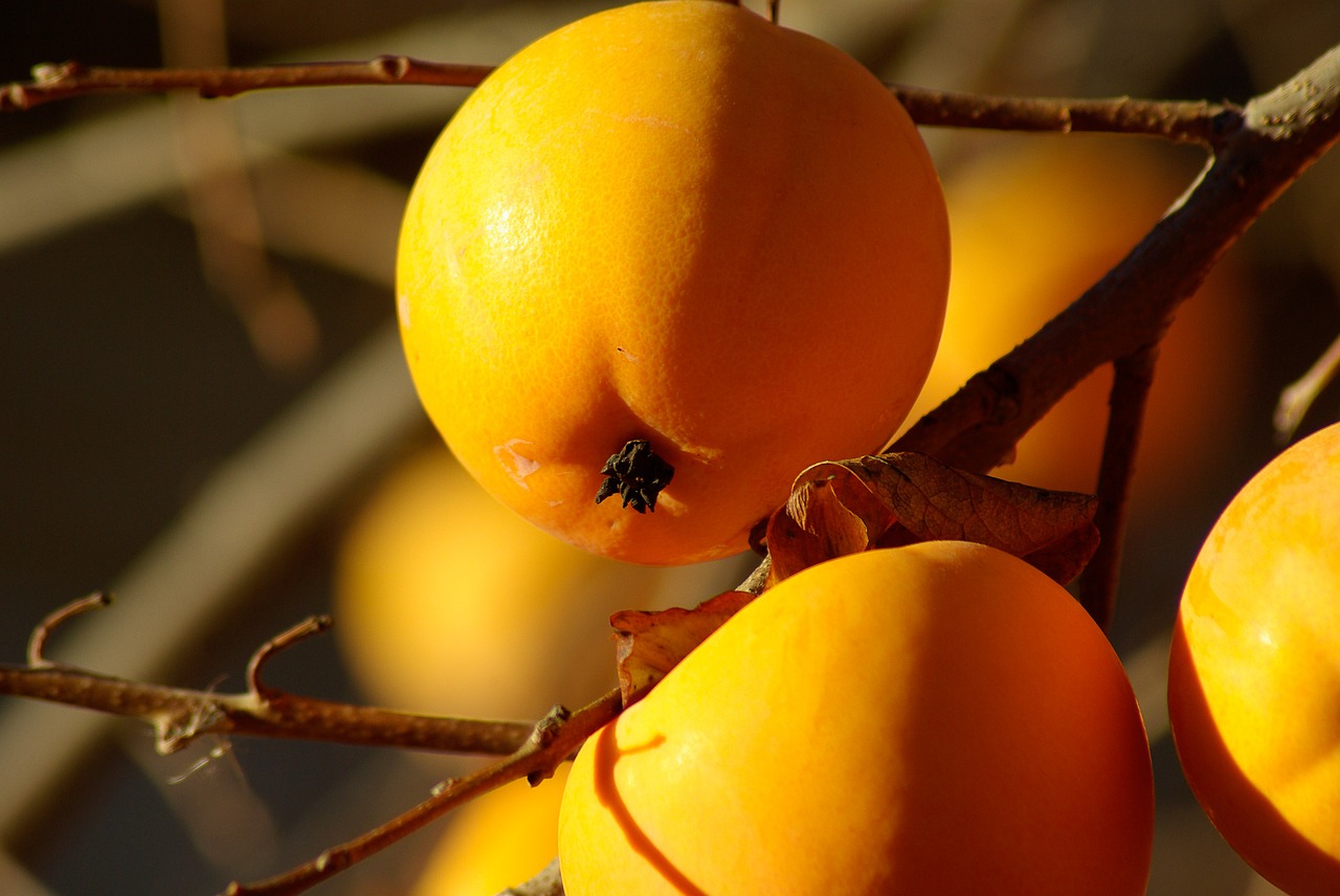 fruit khaki orange free photo