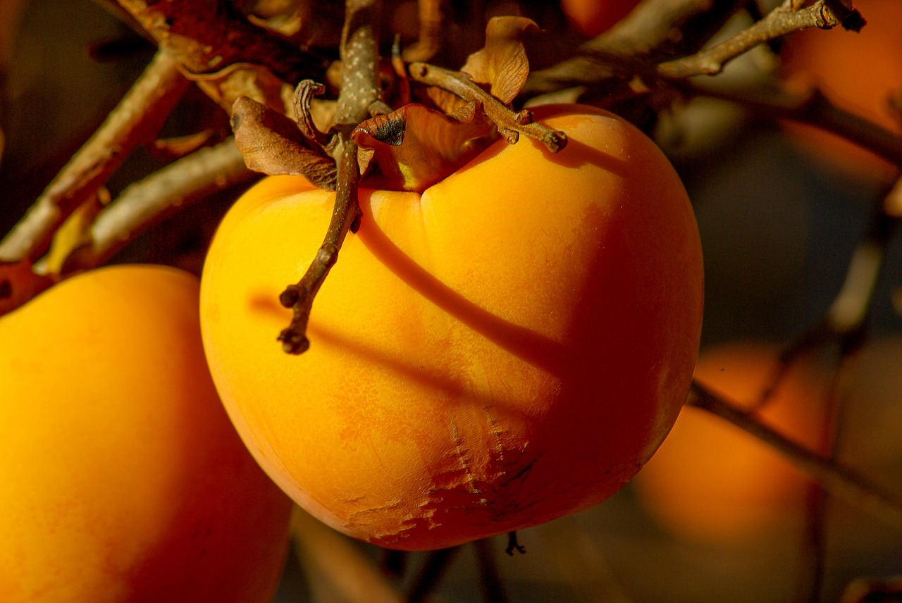 fruit khaki persimmon free photo