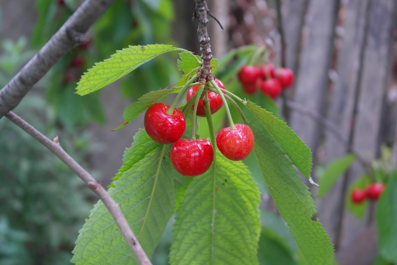 cherry branch berry free photo