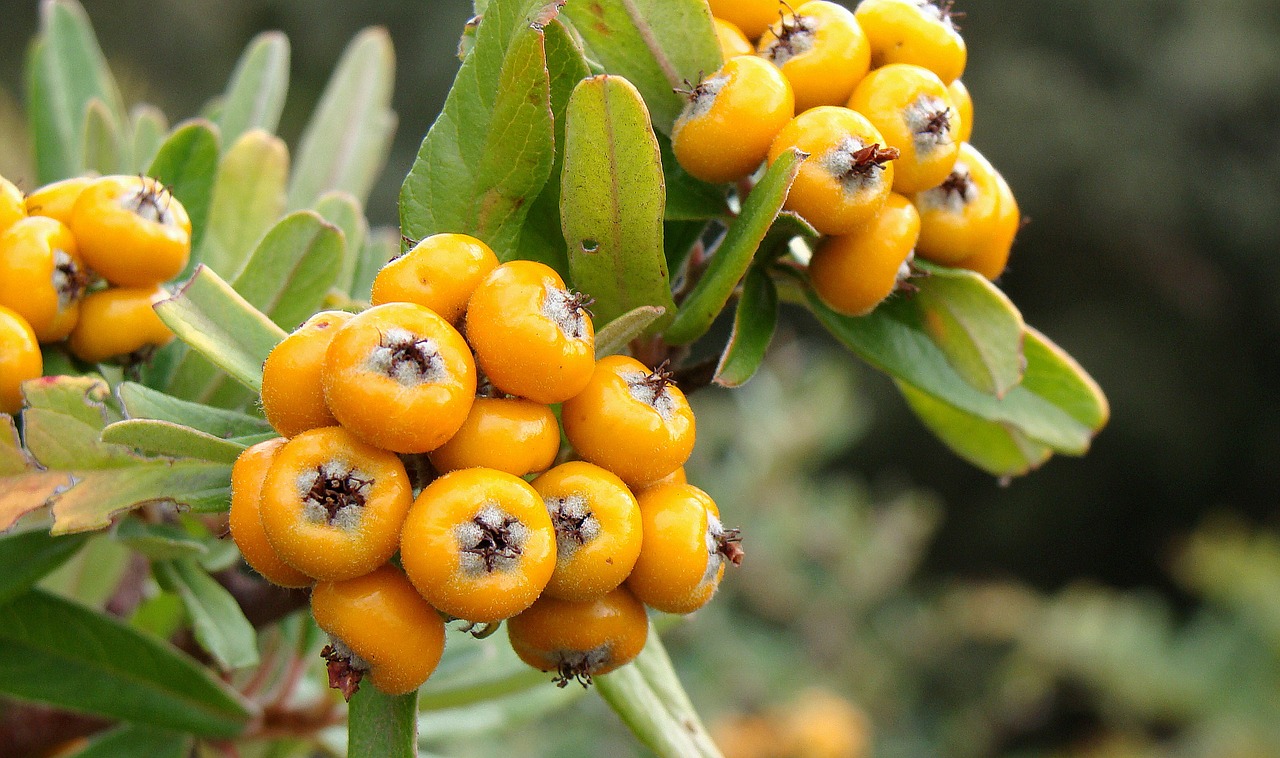 berry fontainea fruit free photo