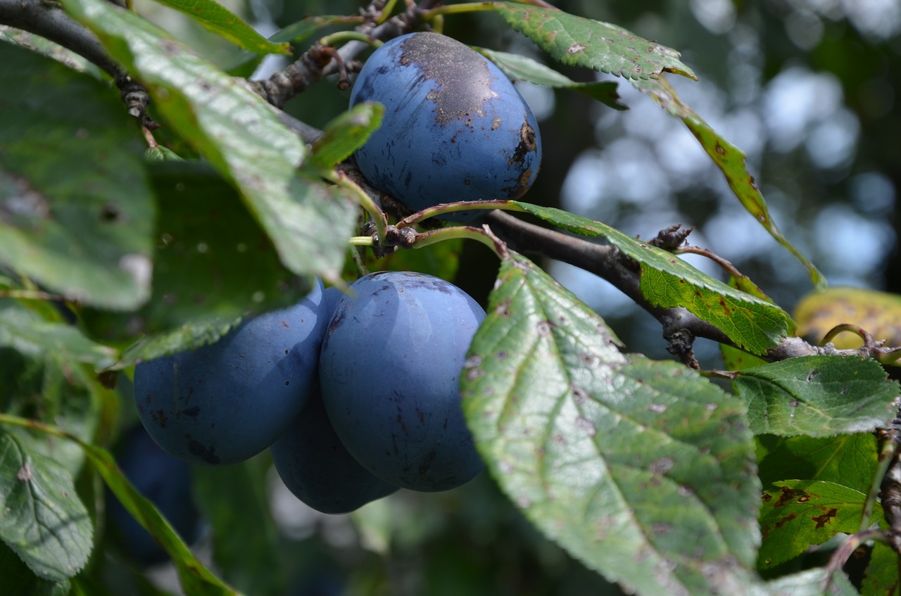 fruit plums branch free photo