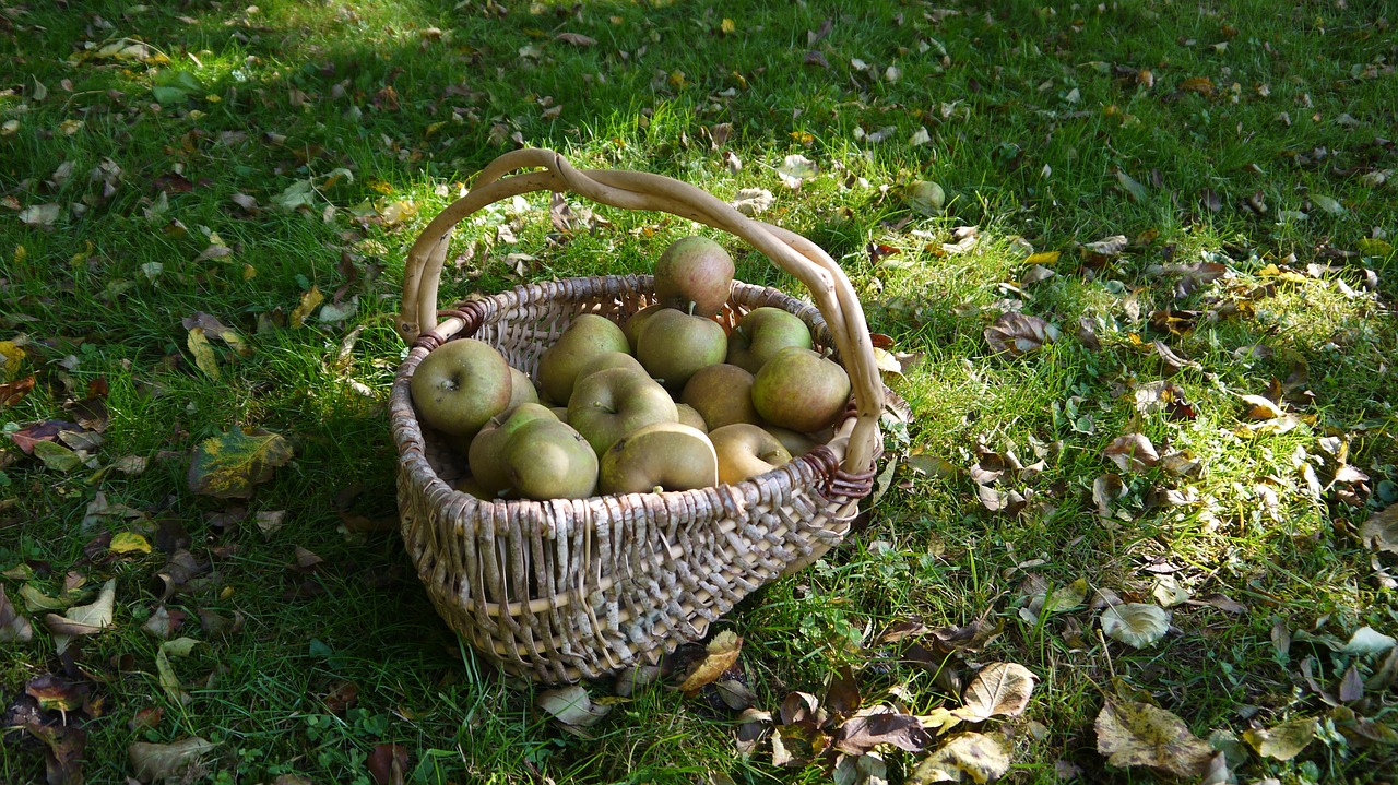 fruit apples basket free photo