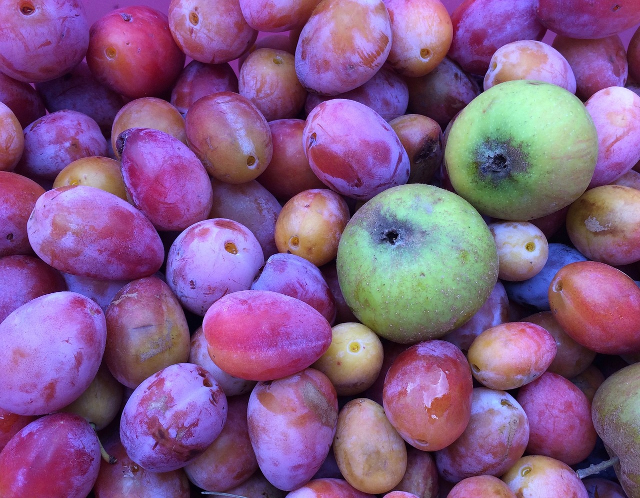 fruit plums apple free photo