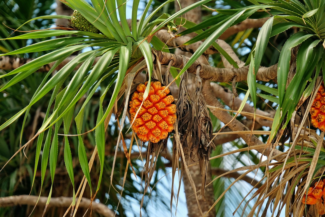 fruit pandanus tree free photo