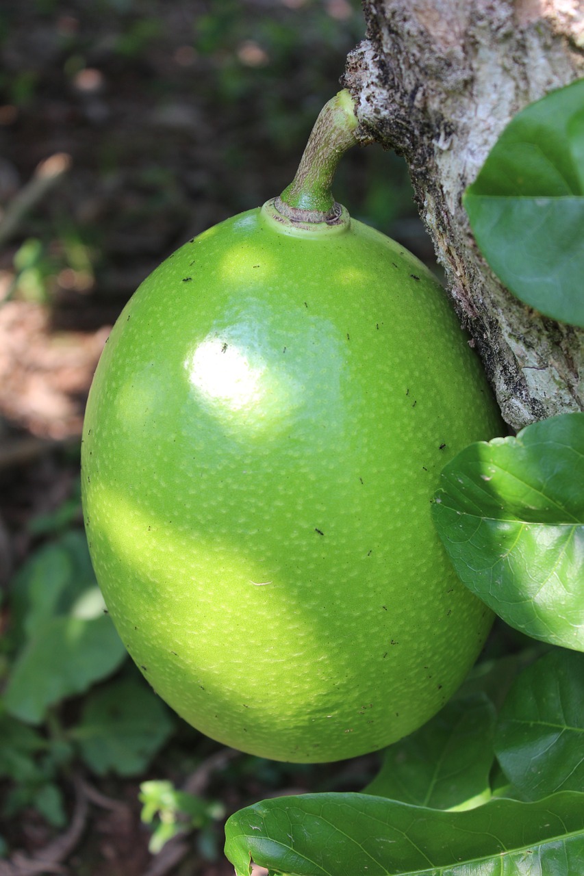 fruit calabash tree villavicencio free photo