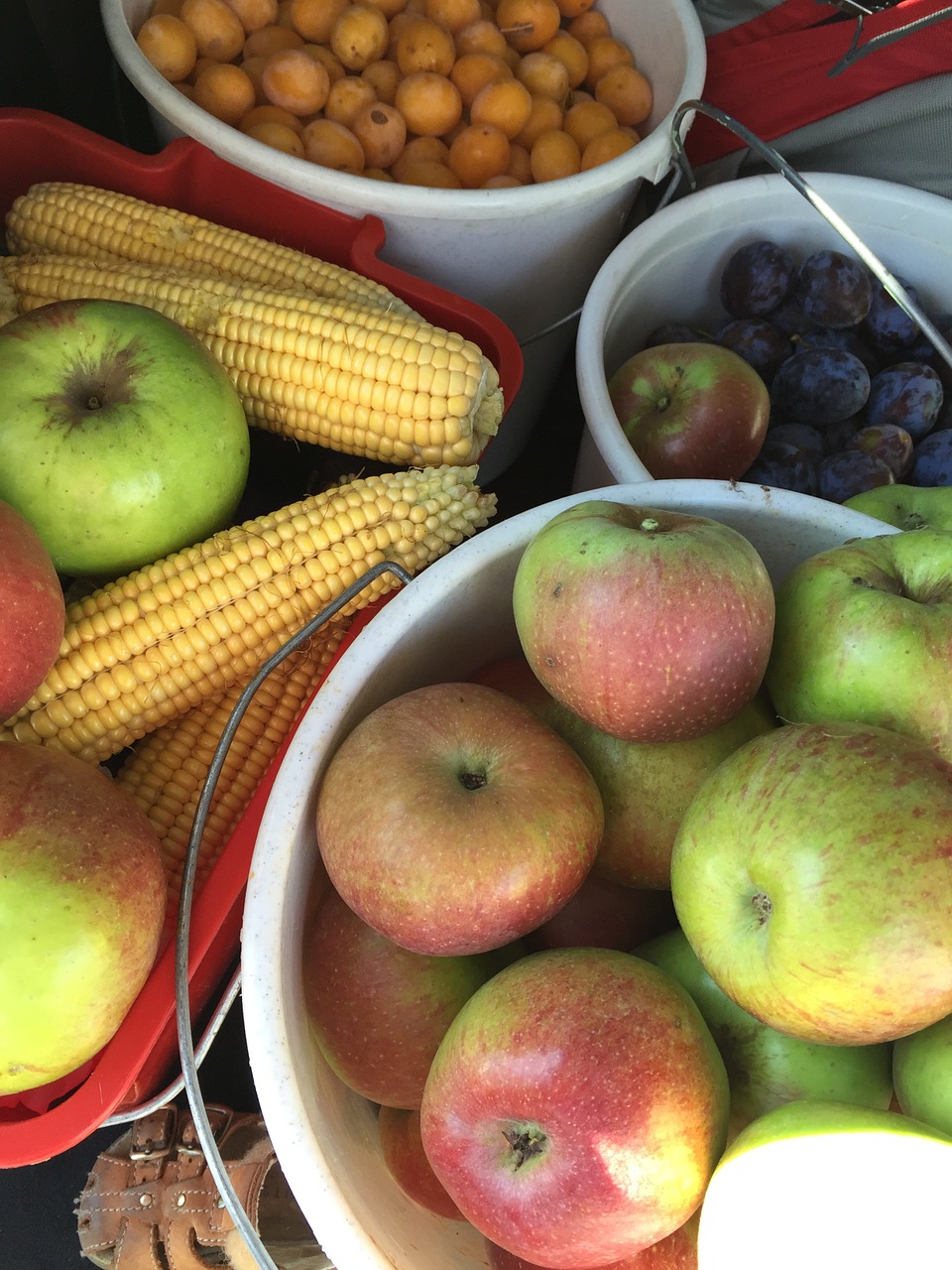 fruit apple corn free photo