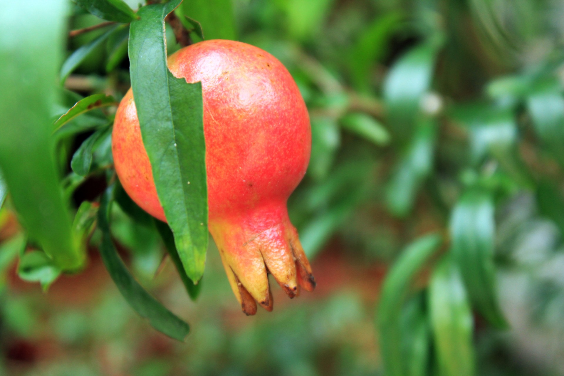 fruit leaves pink fruit free photo