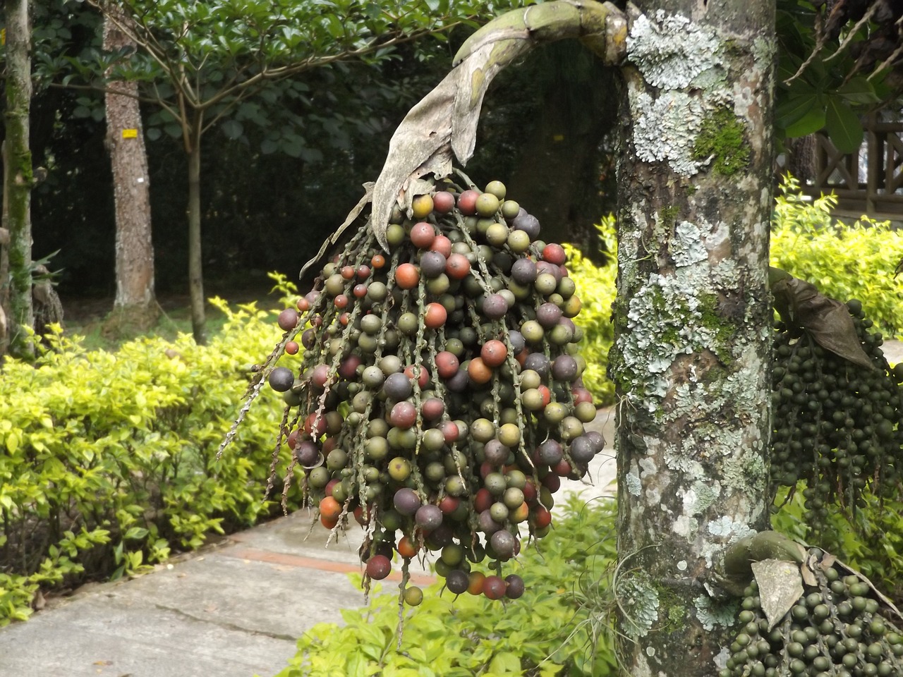 fruit flowers tree free photo